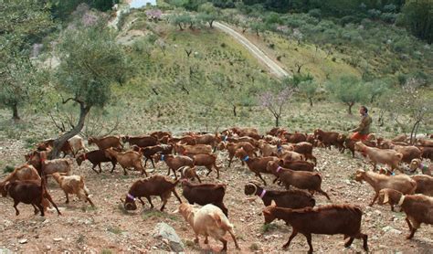 Dcoop Destaca Los M Ltiples Beneficios Del Pastoreo Tradicional Del