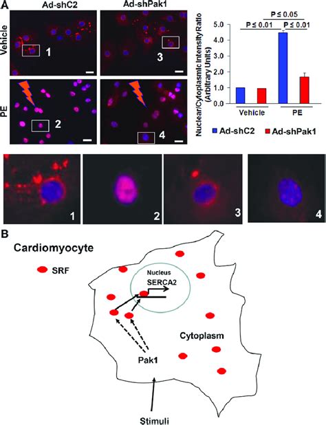 Activation Of Pak1 Causes Serum Response Factor SRF Nuclear