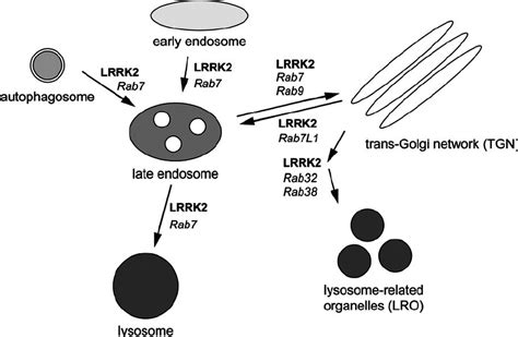 Schematic Intracellular Membrane Trafficking Pathways Altered By Lrrk2