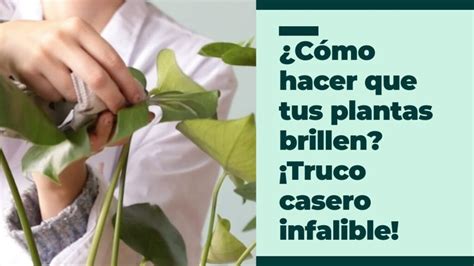 C Mo Limpiar Las Hojas De Las Plantas