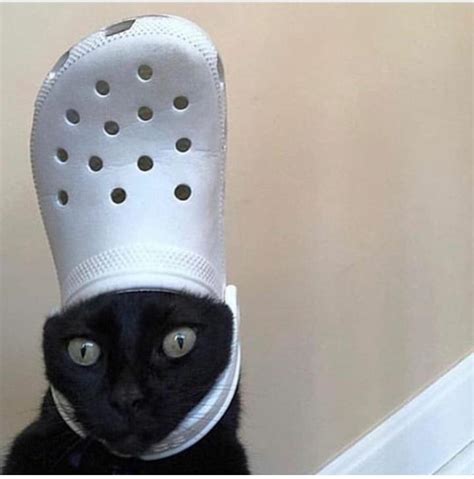 Cursedcrocs Rcursedcats