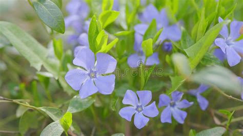 Vinca Minor Or Periwinkle Flower In The Meadow Sways In The Wind