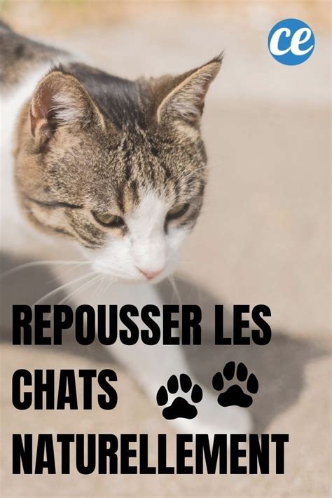 Vinaigre Blanc Le Meilleur Répulsif Pour Empêcher les Chats de Faire