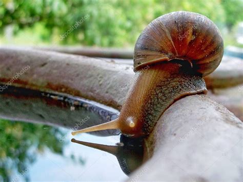 El Caracol Est Bebiendo Agua De Lluvia En El Borde Del Frasco Reflejo