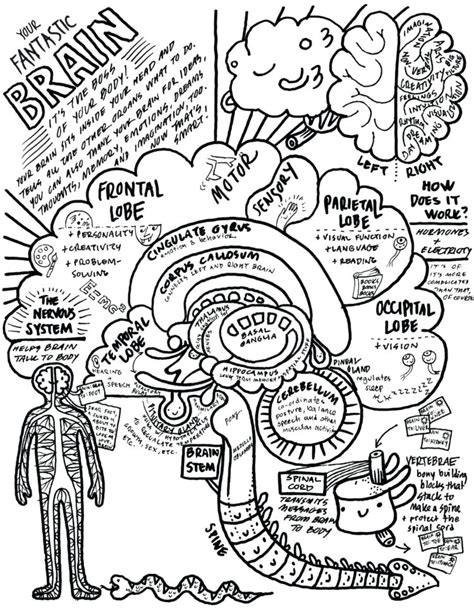 Brain Coloring Worksheet — db-excel.com