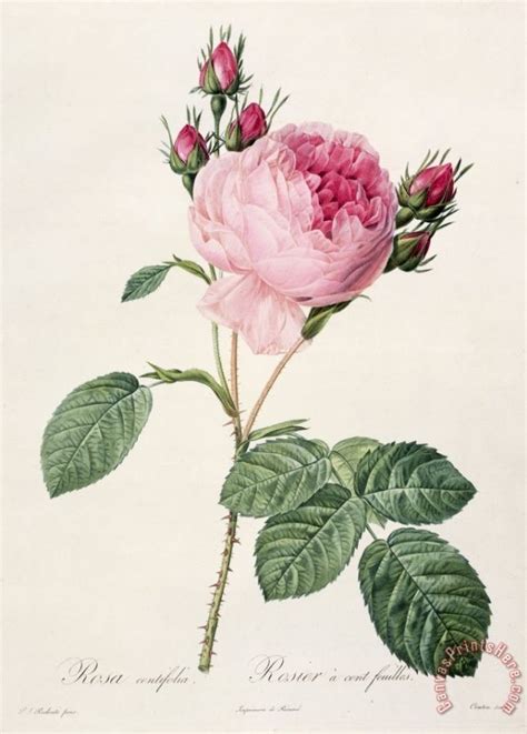 Pierre Joseph Redoute Rosa Centifolia Art Print For Sale