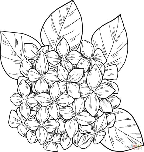 Hydrangea Coloring Page Free Printable Coloring Pages