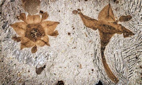 Oldest buckthorn fossilized flowers found in Argentina