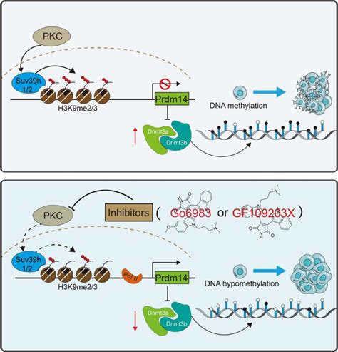 Inhibition Of Protein Kinase C Increases Prdm14 Level To Promote Self