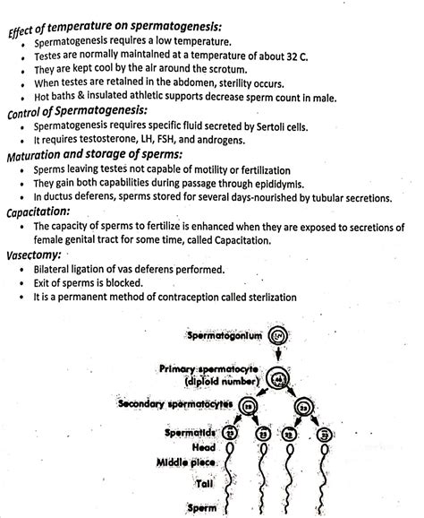 Solution Male Reproductive System Notes Studypool