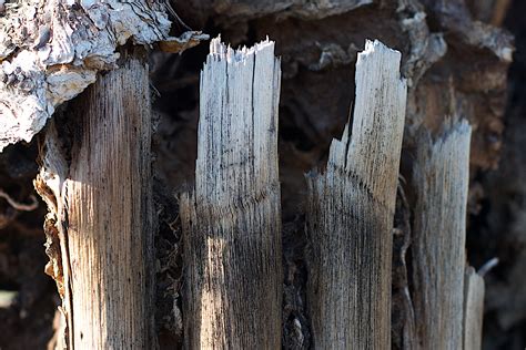 Free Images Tree Nature Rock Wood Adventure Trunk Formation