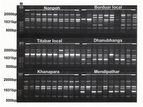 An Example Of PCR Amplification Profile Generated From Genomic DNA Of