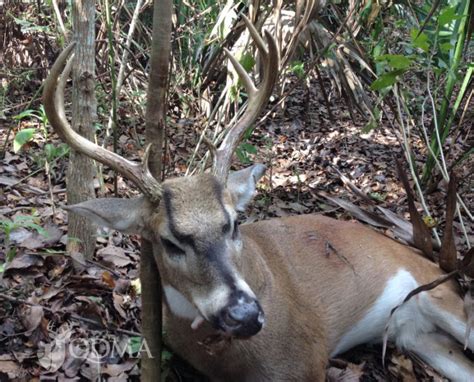 Ancient Whitetail Genetics Qdma Lead 2 760613 National Deer Association