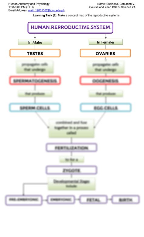 Solution Cnu Gsm 6 Anatomy Physiology Reproductive System Concept Map