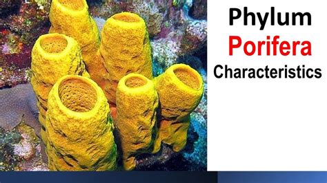 Phylum Porifera Characteristics Youtube