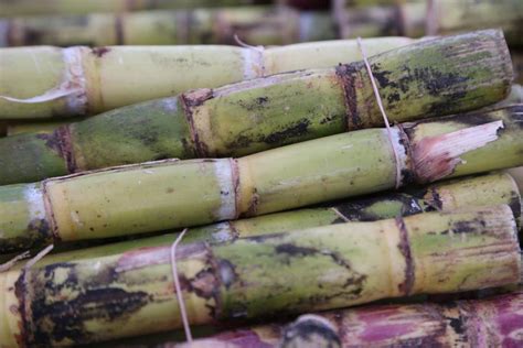 Puebla L Der Nacional En Producci N De Fruta Para El Ponche El