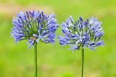 African Lily Plant Care Growing Basics Water Light Soil