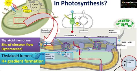 Chemiosmosis and ATP synthesis in Photosynthesis Simplified steps ~ Biology Exams 4 U