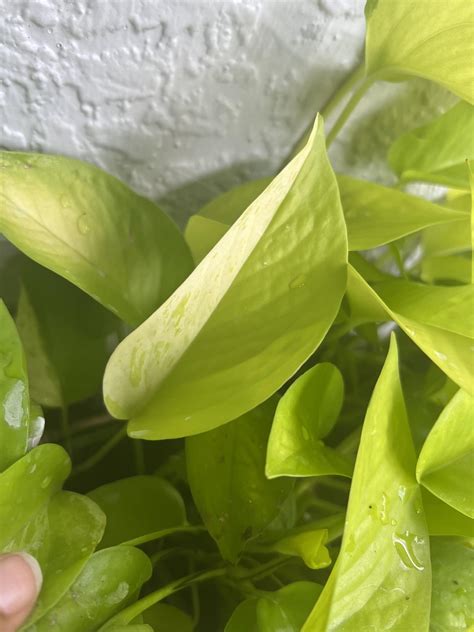 Variegated Neon Pothos Leaf Rpothos