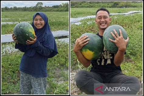 Kisah Petani Muda Palangka Raya Sukses Raup Keuntungan Puluhan Juta