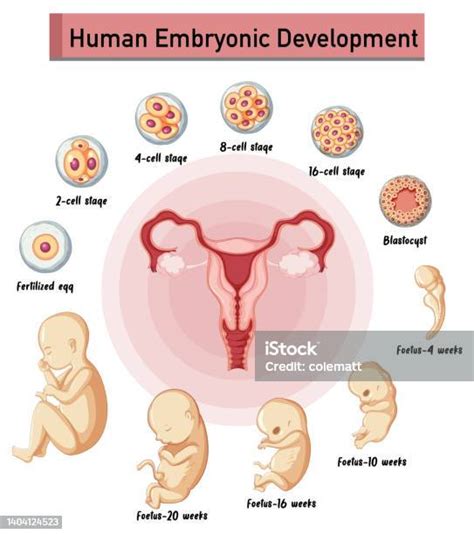 Human Embryonic Development In Human Infographic Stok Vektör Sanatı