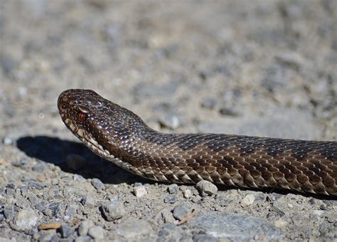 La Vipère Aspic Biodiversité France