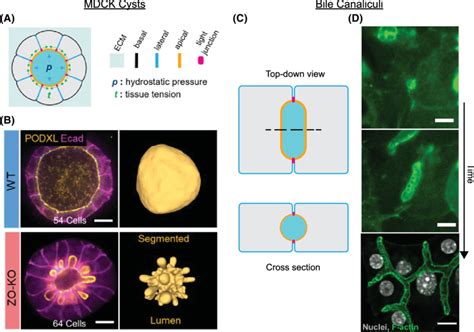 Examples Of Pressurised Epithelial Lumina A Mdck Cysts Have A Download Scientific Diagram