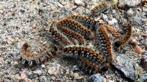 La Oruga Procesionaria Presente En La Costa Da Morte Una Plaga Que