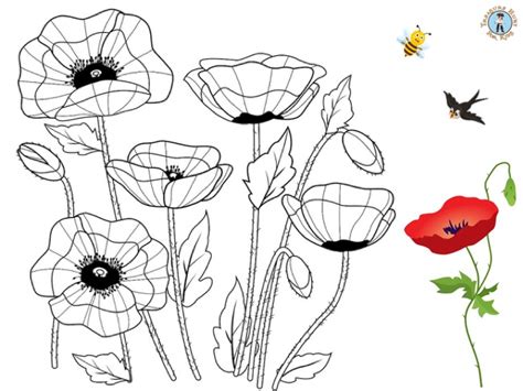 Poppy Flower Colouring Pages - Infoupdate.org