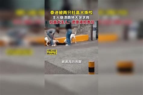 泰迪被两只杜高犬撕咬，主人崩溃跪地大哭求救，杜高犬主人：愿意承担责任 惊险一幕杜高犬主人崩溃