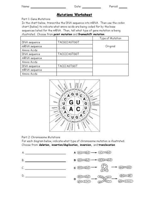 Gene And Chromosome Mutation Worksheet Worksheet For Education