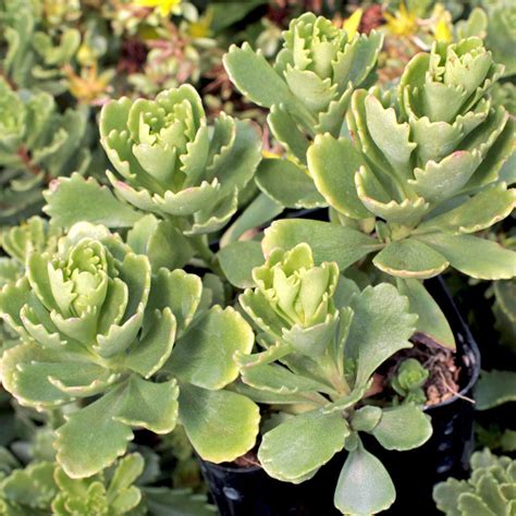 Sedum Hybridum Immergrunchen Sedum Stonecrop