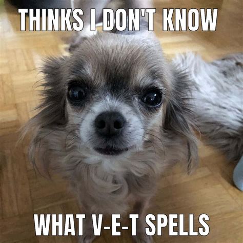 100 Imagens De Dog Meme