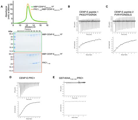 Phosphorylation Controls Spatial And Temporal Activities Of MotorPRC1