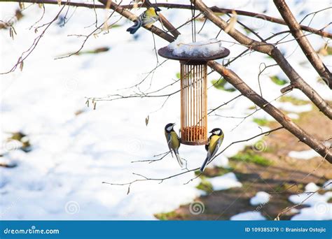 Great Tits On Bird Feeders On Tree Winter Time Stock Image Image Of