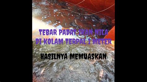 TEBAR PADAT IKAN NILA DI KOLAM TERPAL 1 METER YouTube