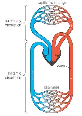 double circulation Diagram | Quizlet