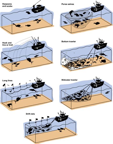 Fish Harvesting Technique - Yennie Ho - Apes