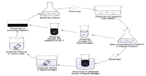 Cryopreservation Introduction Advantages And Disadvantages Facellitate