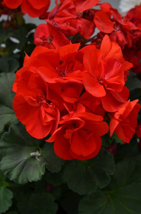 Pelargonium X Hortorum Dark Red Zonal Geranium Moonlight Dark