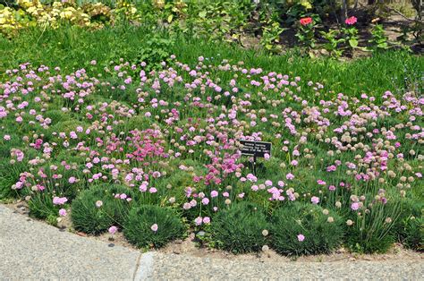 Armeria maritima