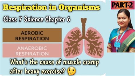 Aerobic And Anaerobic Respiration Class 7 Respiration In Organisms