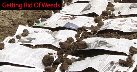 7 Killer Tips To Getting Rid Of Weeds