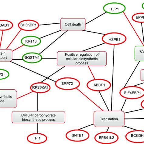 HCV Core Increases 4E BP1 Phosphorylation Level In Myc CT And Myc CNT