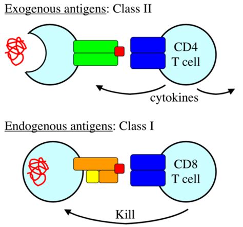 Antigen Processing And Presentation Flashcards Quizlet