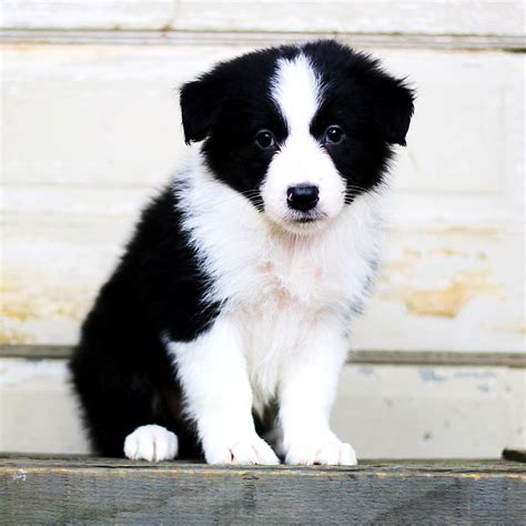 Border Collie Puppies For Sale Grass Lake Mi 225326