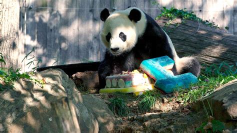 National Zoo Panda