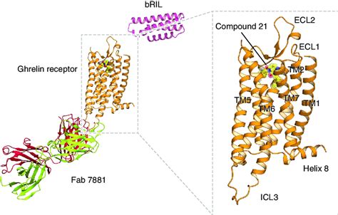 Structure of the antagonist-bound human ghrelin receptor. Overall ...