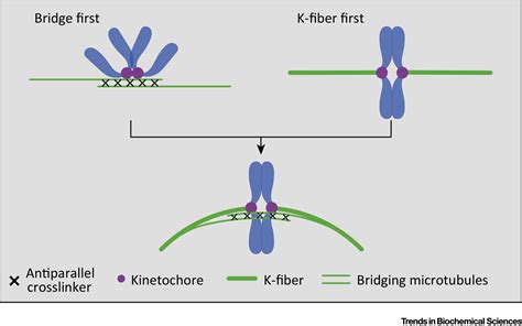 Mitotic Spindle Assembly Building The Bridge Between Sister K Fibers