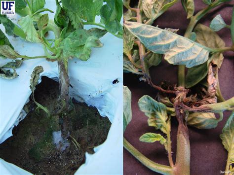 Buckeye Phytophthora Rot